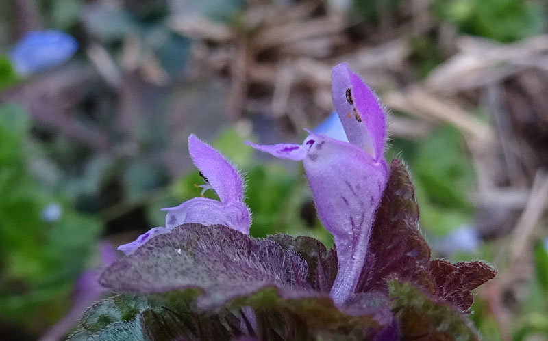 Lamium purpureum / Falsa ortica purpurea